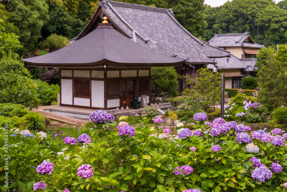 横浜市都筑区正覚寺のアジサイ 横浜市都筑区正覚寺のアジサイ