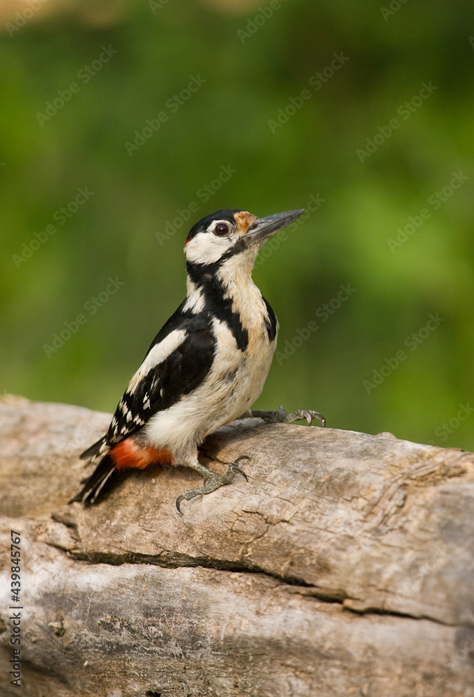 Fototapeta premium Grote Bonte Specht, Great Spotted Woodpecker, Dendrocopos major