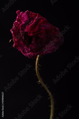 dried red poppy on a black background