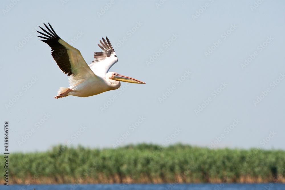 Obraz premium Roze Pelikaan, Great White Pelican, Pelecanus onocrotalus