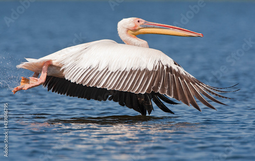 Roze Pelikaan, Great White Pelican, Pelecanus onocrotalus