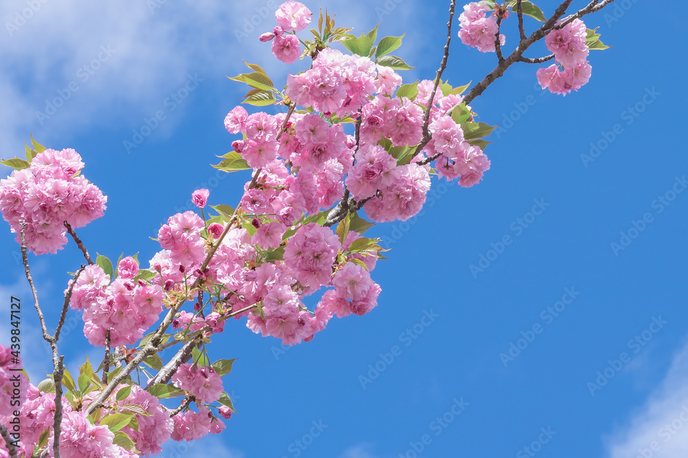 Branch of a tree of red buds on a background of blue sky