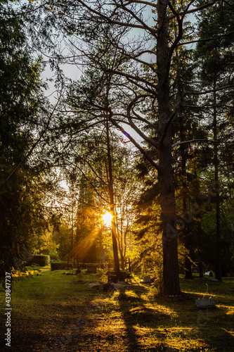 Vertical photo of sun setting in European countryside cemetery surrounded with pine trees in Kärdla, Hiiumaa, Estonia. Metal crosses and graves in graveyard when sun is low and orange
