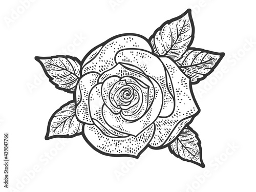 Rose flower line art sketch engraving vector illustration. T-shirt apparel print design. Scratch board imitation. Black and white hand drawn image.
