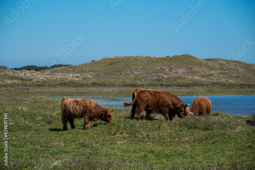 Den Helder, the netherlands. June 2021. Grazing highland cattle in the wetlands of the Grafelijkheidsduinen, Huisduinen, the Netherlands.