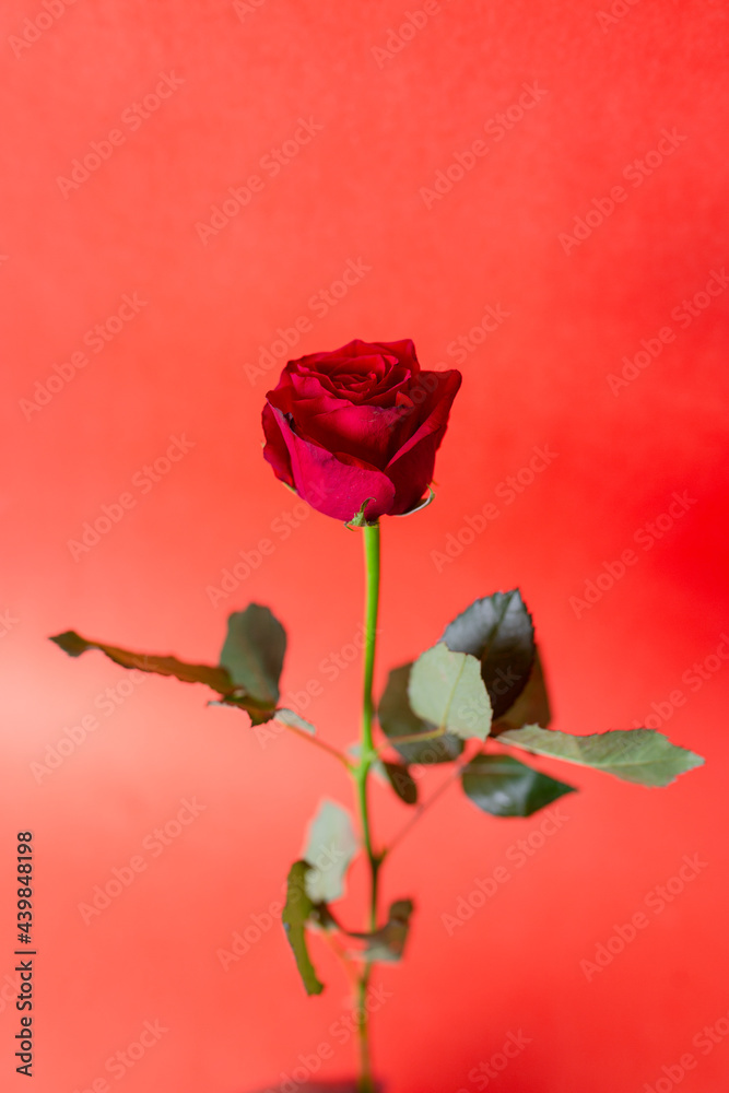 Red Rose Bud close-up on red background.