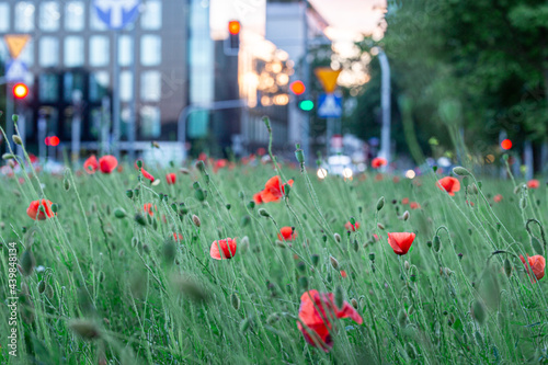 Fototapeta Naklejka Na Ścianę i Meble -  Ecology in the city. Wild flowers against the crowded city background. Street lights in the evening. City collage. Nature and the city. Blur. Poland Warsaw