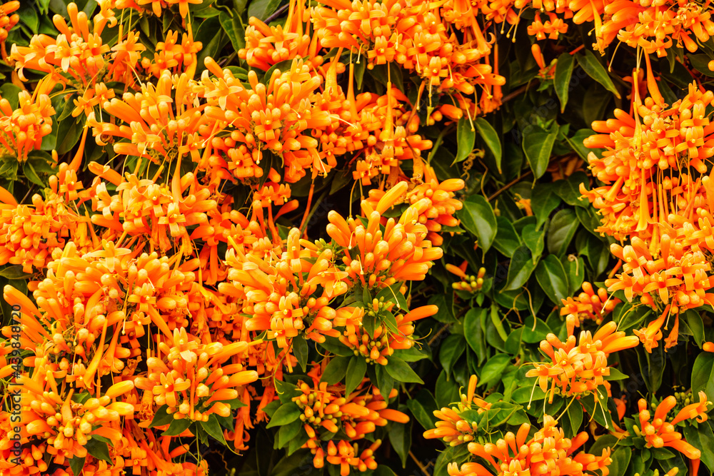 Orange trumpet flowers in Spain