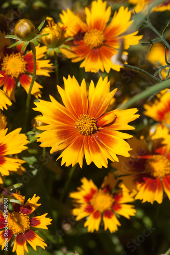 Fleurs de gaillarde   panouies