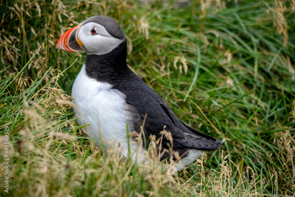 Obraz premium The Atlantic puffin, also known as the common puffin