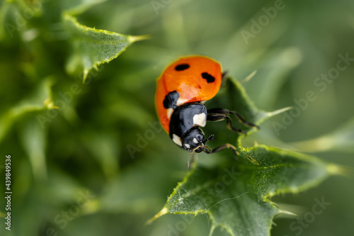 Ladybug on a green leaf of a thistle