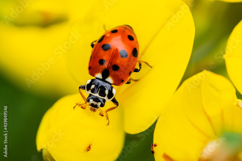 Ladybug with drop of water on its back on a yellow flower of the Lotus corniculatus.