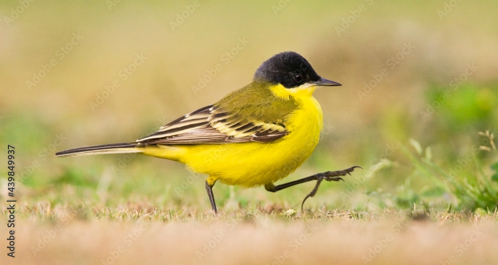 Fototapeta premium Noordse Gele Kwikstaart; Grey-headed Wagtail; Motacilla thunbergi