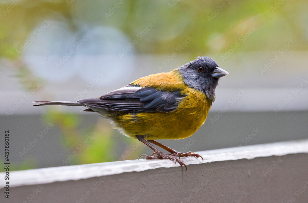 Grijskapsierragors, Grey-hooded Sierra-finch, Phrygilus gayi