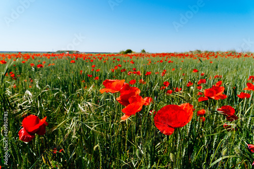 Wild Red poppies field in spring time. Abstract background with poppies in the field.