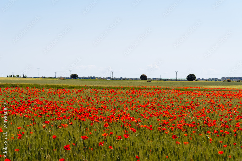 Wild Red poppies field in spring time. Abstract background with poppies in the field.