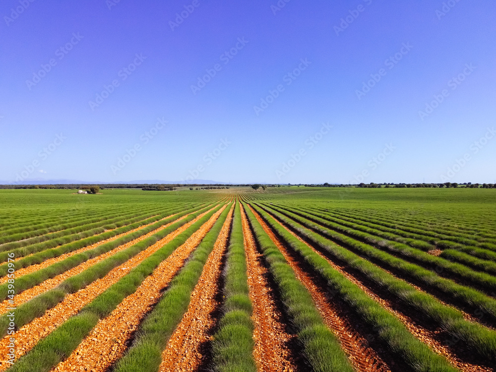 Lavender fields. Early morning in spring time. Landscape in Brihuega, Guadalajara, Spain