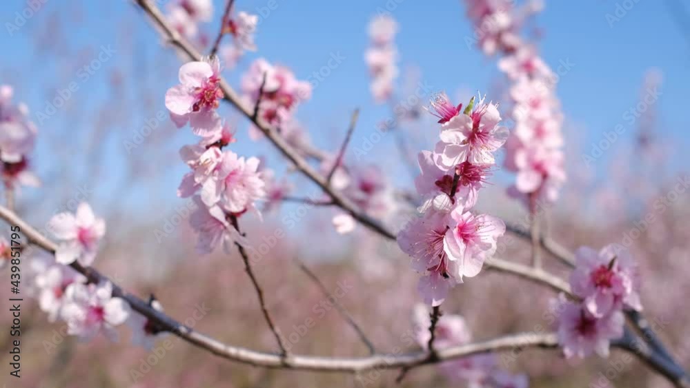 first trees to bloom early spring, cherry or Peach trees in blossom in an urban park. Spring Flowers Background. first trees to bloom early spring, cherry or Peach trees in blossom in an urban park. Spring Flowers Background.
