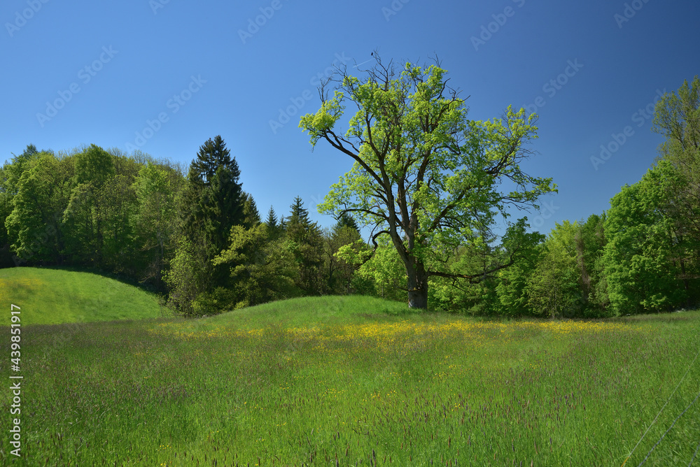 Ein alter Ahornbaum auf einer blühenden Wiese Ein alter Ahornbaum auf einer blühenden Wiese