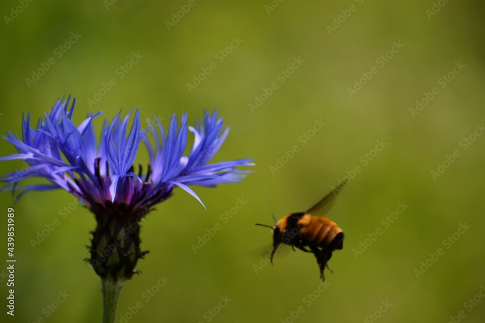 A bumblebee and a mountain knapweed flower A bumblebee and a mountain knapweed flower