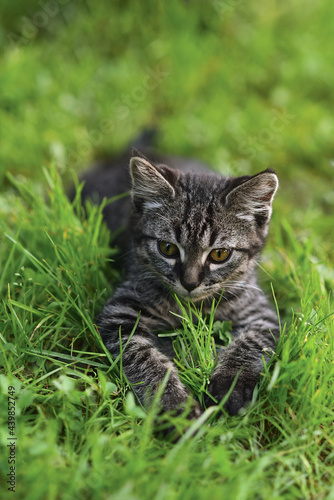 cat on grass