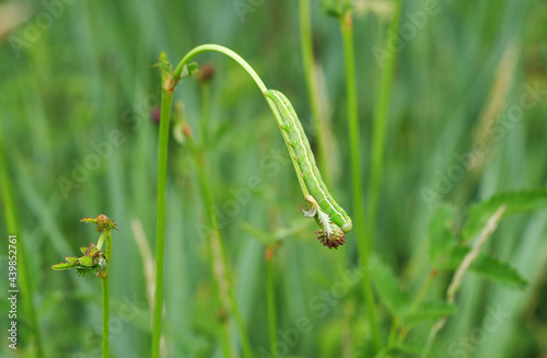 Eine grüne Raupe an einem überhängenden Blüte
