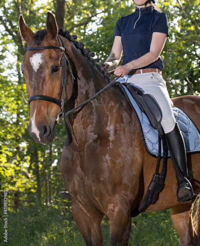 Horse riding. Amazone. Equestrian riding horse. Netherlands. Saddle horse. 