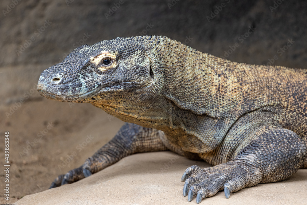 Komodo Dragon monitor lizard in captivity