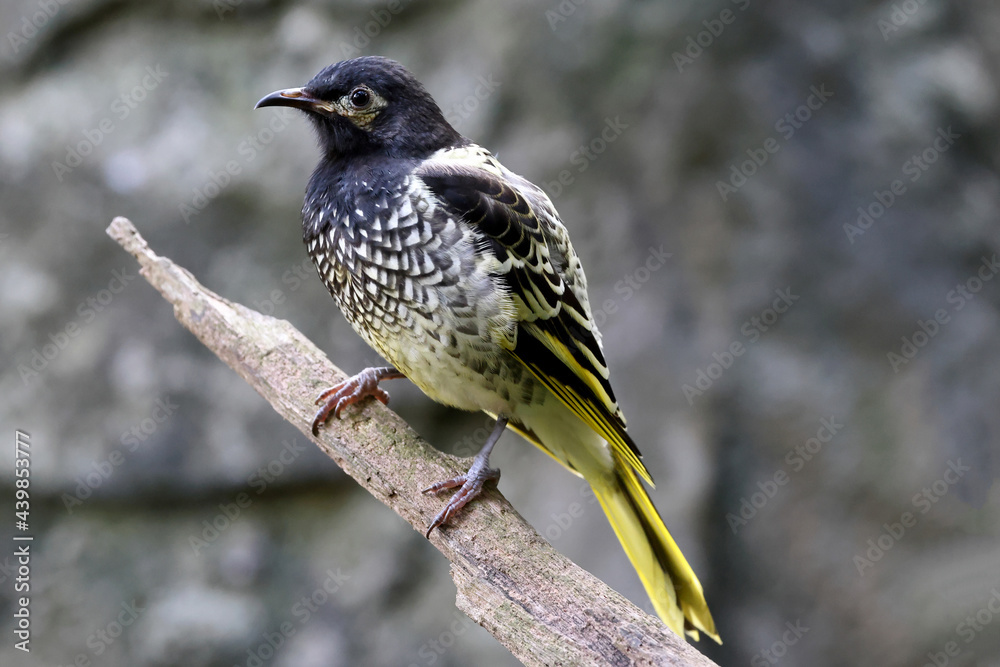 Critically Endangered Australian Regent Honeyeater Critically Endangered Australian Regent Honeyeater