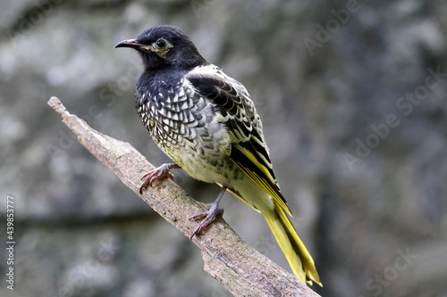 Critically Endangered Australian Regent Honeyeater