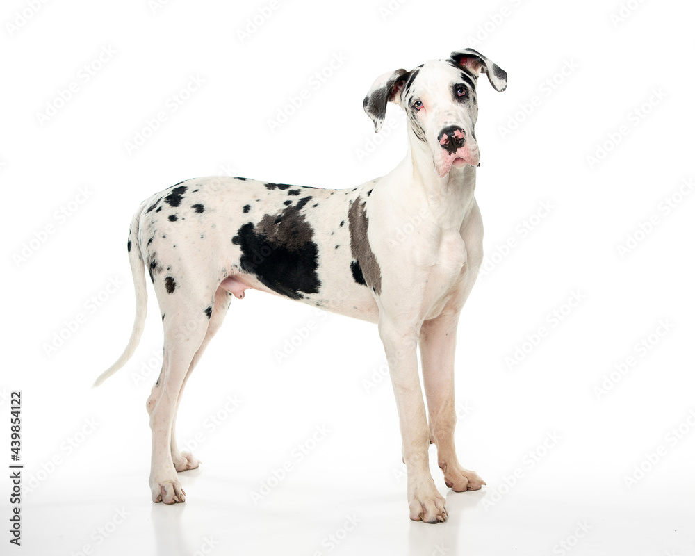 Black and white Great Dane Standing looking at the camera with a head tilt shot on white background