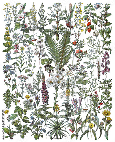 Medicinal plants and herbs collection - vintage illustration from Larousse du xxe siècle