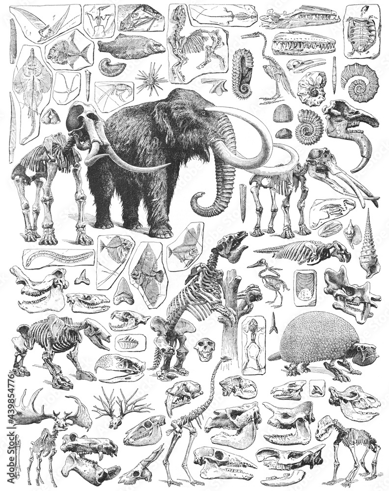 Paleontology - Jurassic period - animal fossils and skeletons collection - vintage engraved illustration from Larousse du xxe siècle - obrazy, fototapety, plakaty 