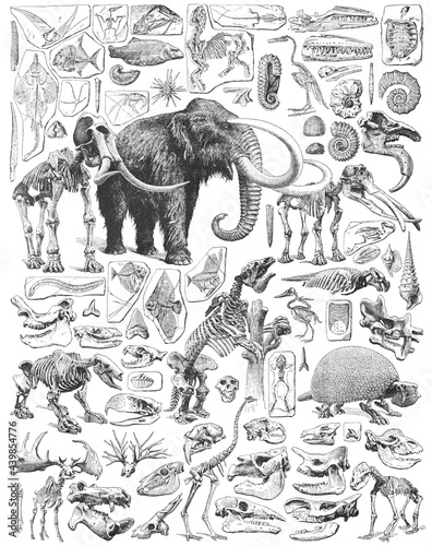Paleontology - Jurassic period - animal fossils and skeletons collection - vintage engraved illustration from Larousse du xxe siècle