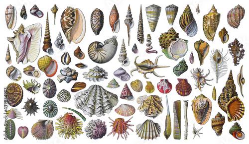 Shell collection - vintage illustration from Larousse du xxe siècle