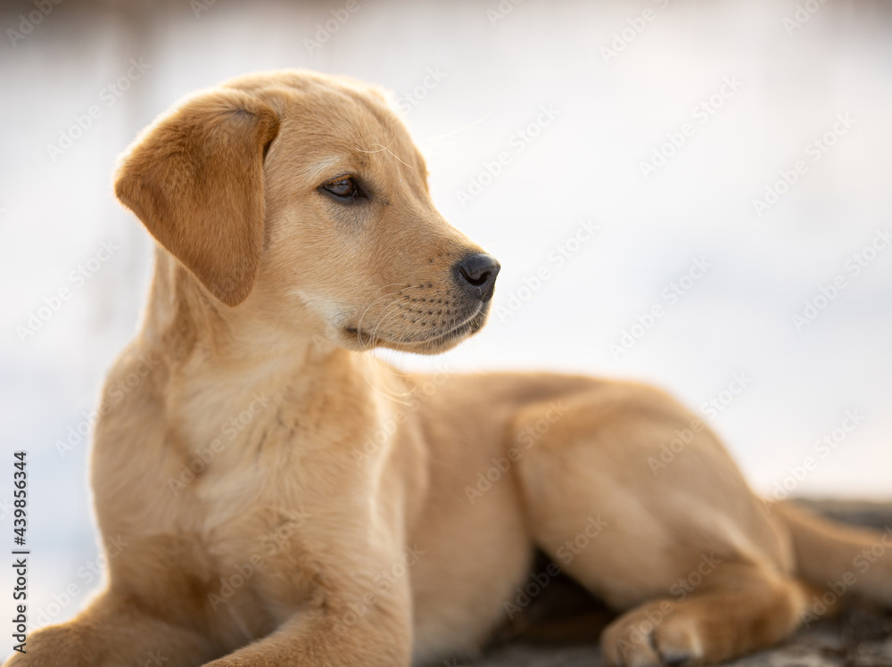 Golden Retriever/Lab laying on a rock in a snowy background Golden Retriever/Lab laying on a rock in a snowy background