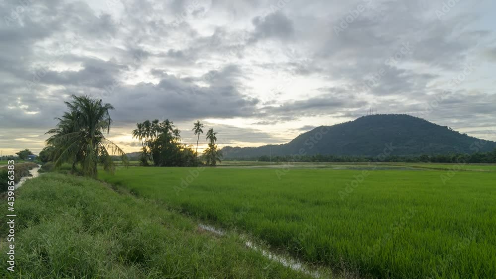 Timelapse sunrise of green paddy field in natural rural farm of Malaysia Timelapse sunrise of green paddy field in natural rural farm of Malaysia