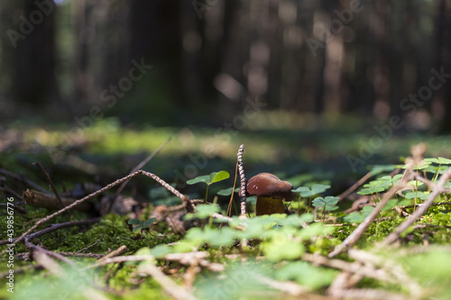 brown bay bolete mushroom in the green mossy coniferous woods