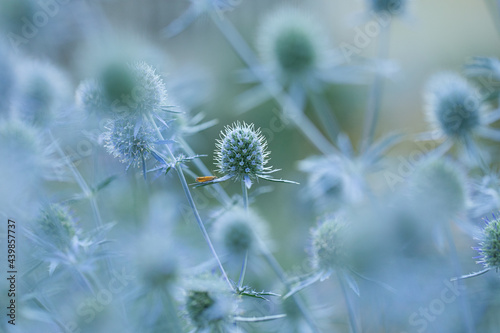 Soft blue green image of a Blue Thistle plant and a small orange moth