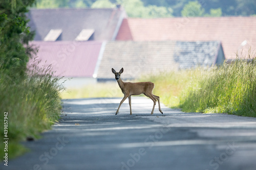 Reh Wildwechsel