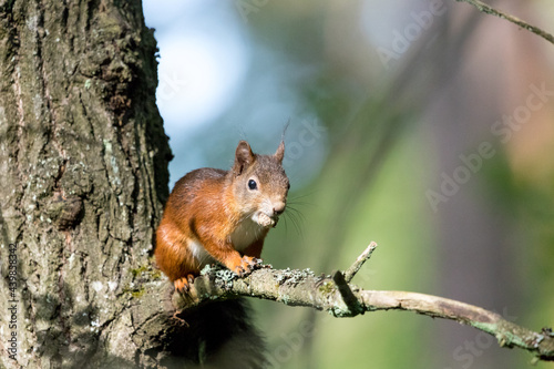 Eichhörnchem © Offtopix
