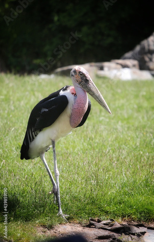 marabou stork on the meadow by the water