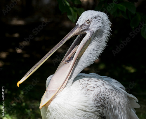 portrait of a pelican from close-up