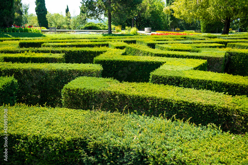 Green maze made with plants in a summer park