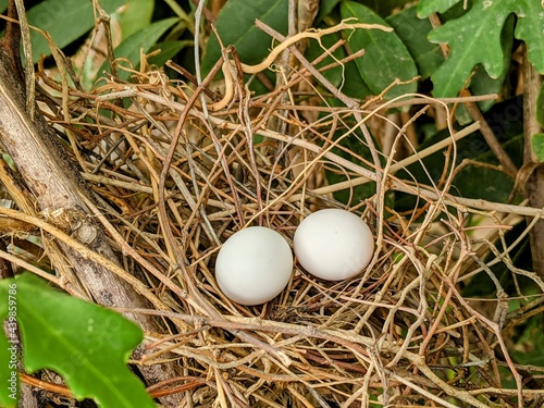 Laughing Dove eggs