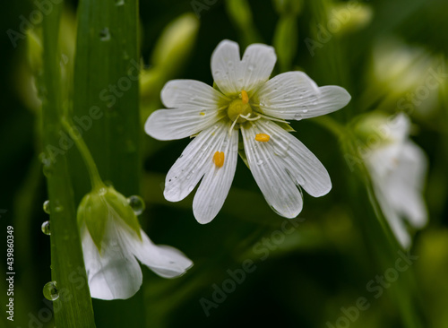 Closeup of white eyebright flowers in a sunny garden with dewdrops on tall blades of grass photo