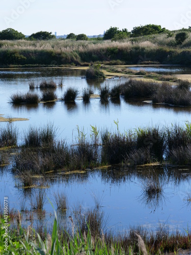 A swamp in the salt marshes of Guerande. France, June 2021.