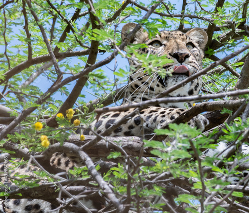 leopard in the tree