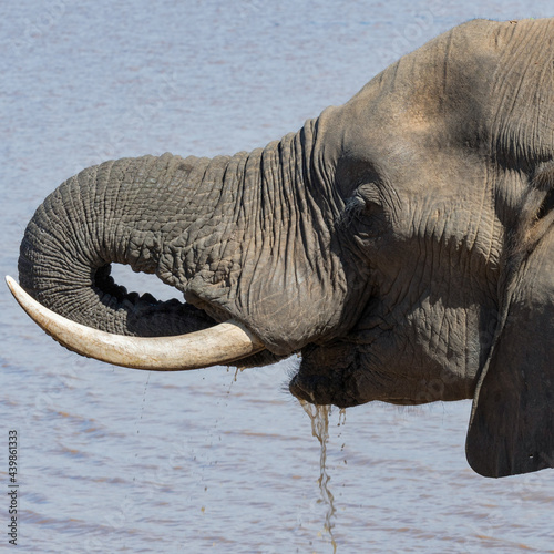 elephant in water
