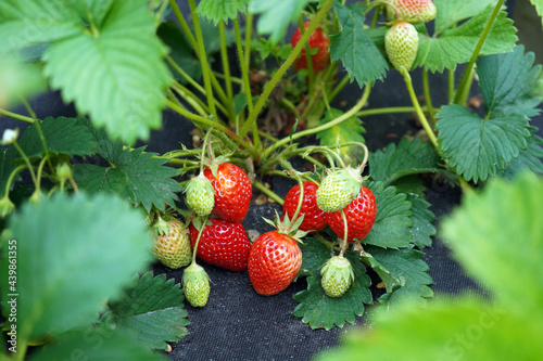 Strawberry growing at the farm. Technology of the berries cultivation. Strawberries grow under black cover material. Growing strawberries under a film using mulch film.